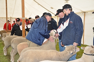 Elders Sheep Show 2009 - 1138 © Claire Parks Photography